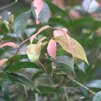 Syzygium cylindricum (Wight) Alston